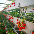 turnkey pc sheet polycarbonate greenhouse for strawberry